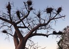 At the Ngoma Safari Lodge. So many birds in this nest making an awful racket early evening, then suddenly, as if a signal somewhere, they all go quiet.
